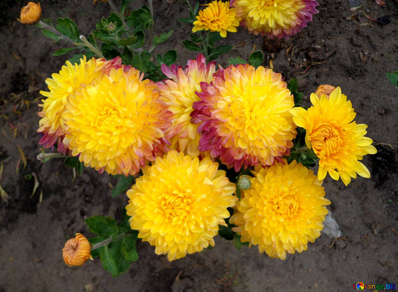 Yellow chrysanthemum №35912
