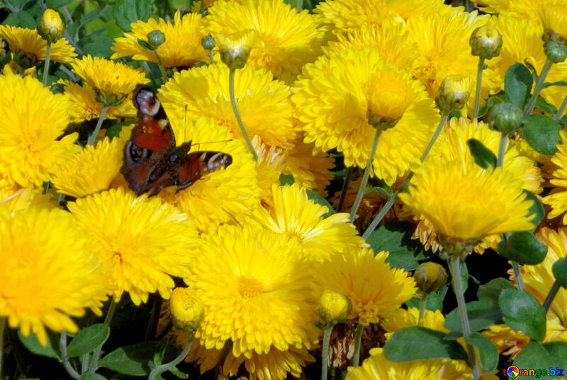 Gelbe Chrysantheme mit Schmetterling №35926