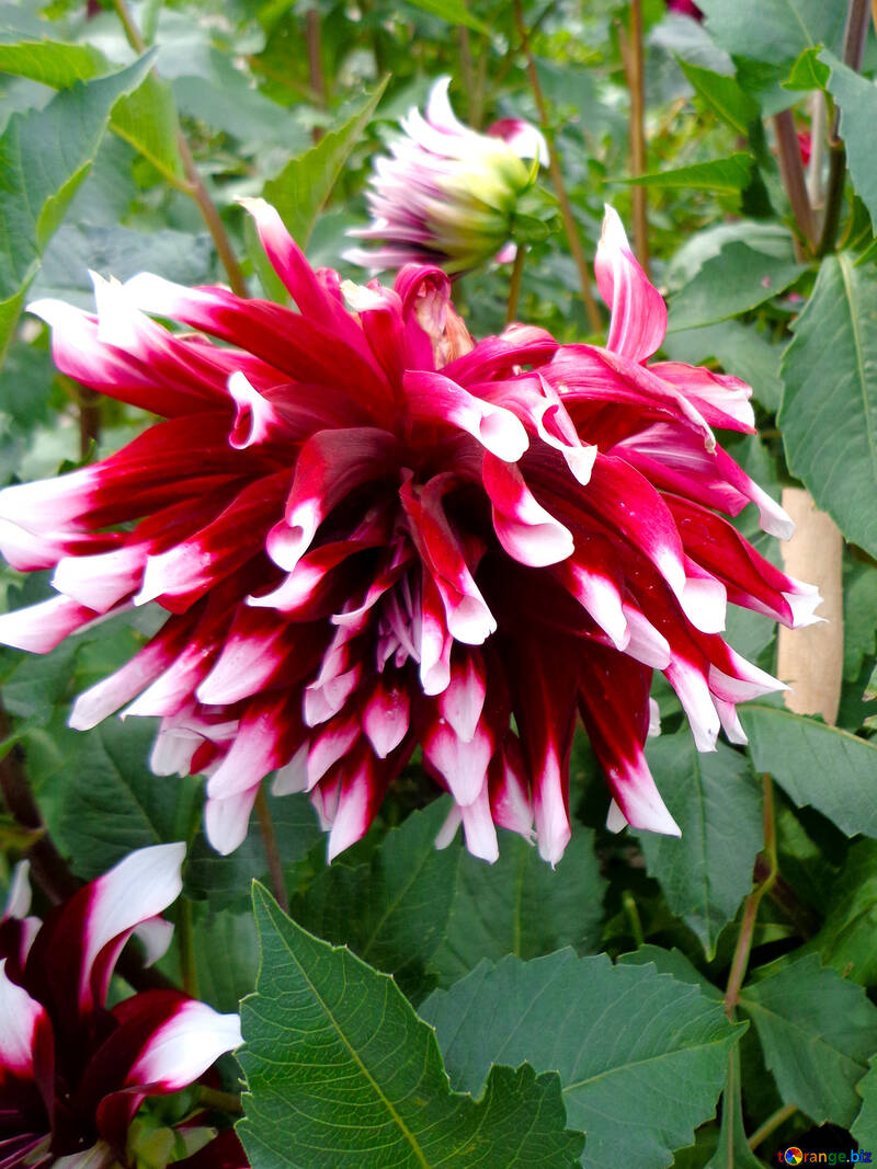 Dahlia flower №35929
