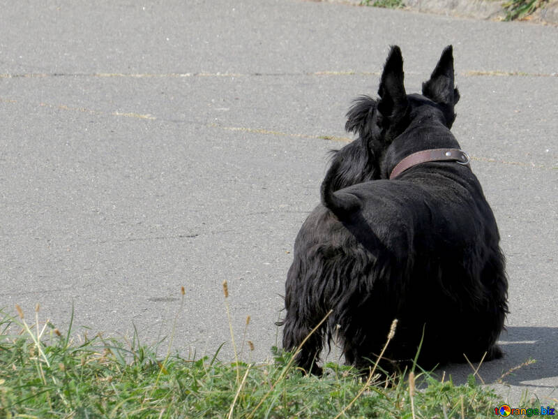El pequeño Terrier negro №35799