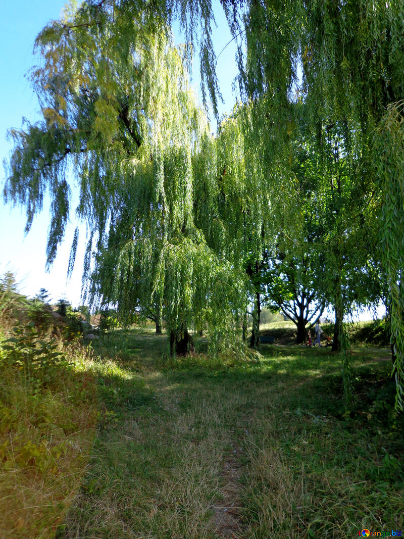 Der Trail unter schattigen Willow №35884