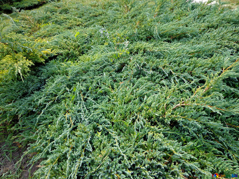 Arbusto rastrero de pino №35907