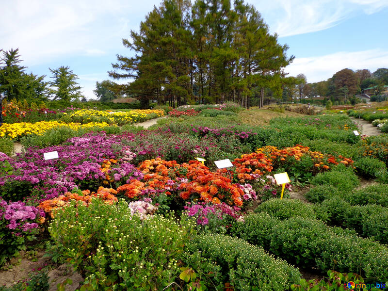 Une collection de fleurs №35947