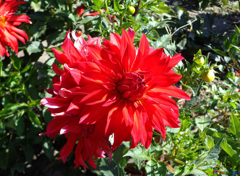 Червона квітка №35858