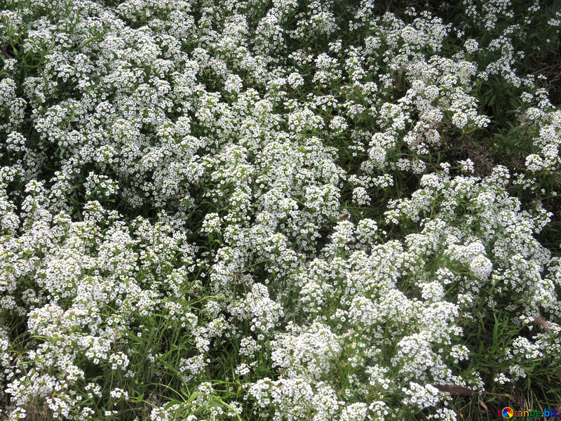 Viele weiße Blüten №35801