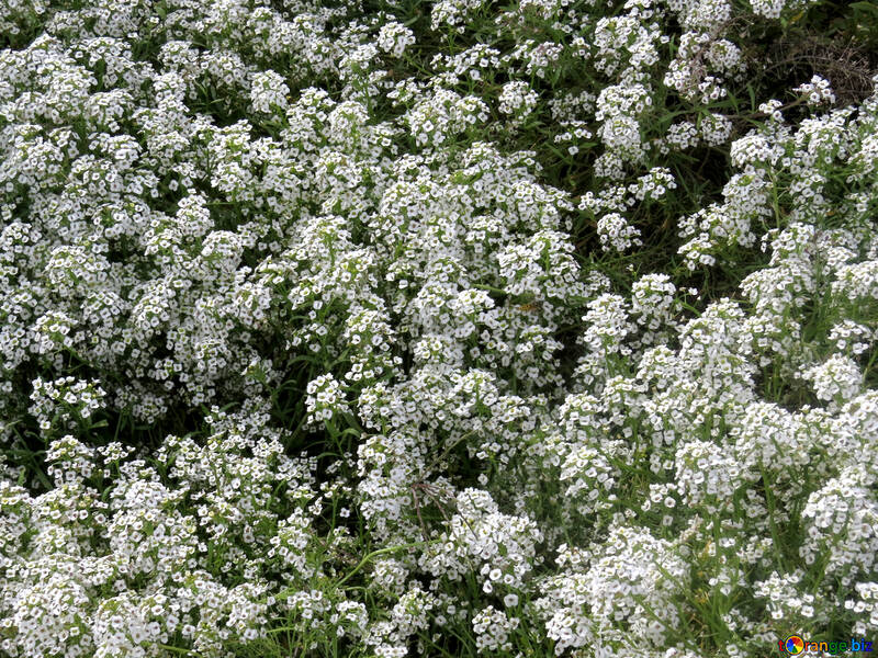 Fleurs blanc №35802