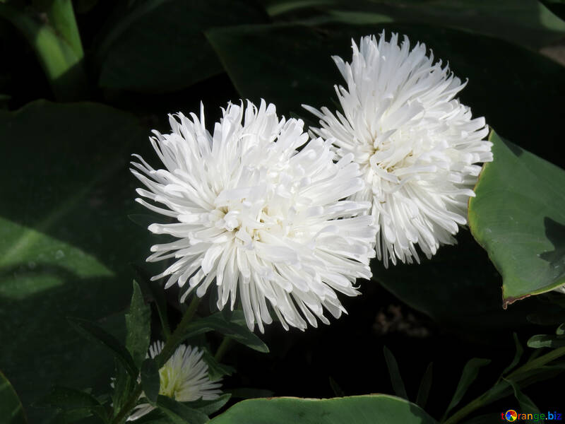 Pair of white flowers №35820