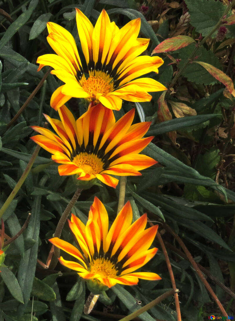 Flores listradas №35805