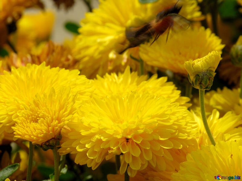 Yellow flowers №35832