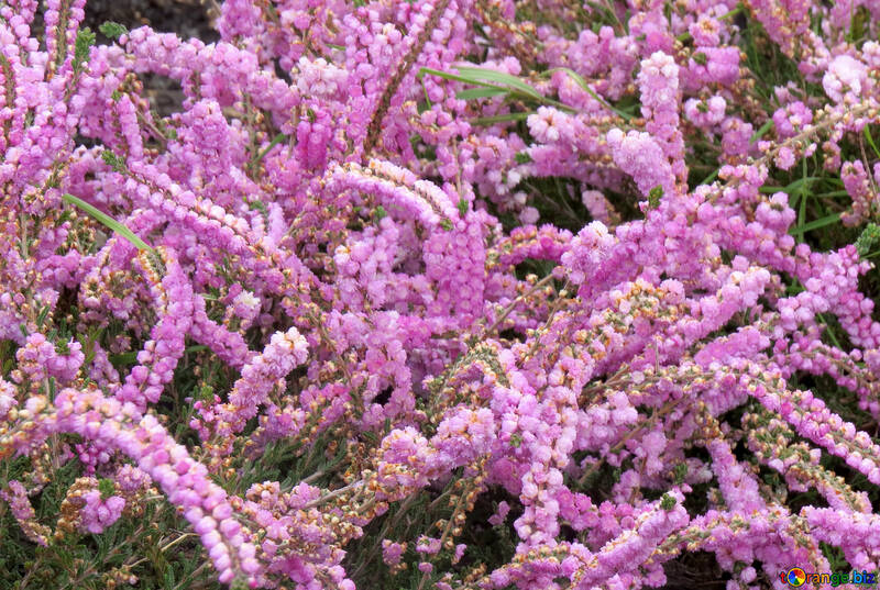 Flores semelhantes na Heather №35813