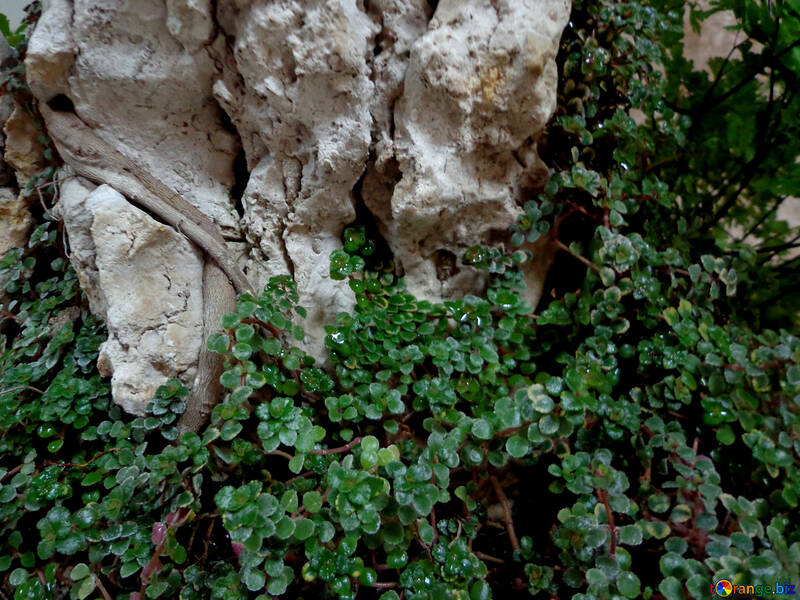 Schleichende bonsai №35745