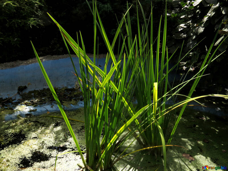 L`herbe près de l`eau №35800
