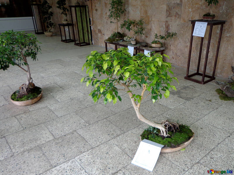Exhibition of bonsai №35758