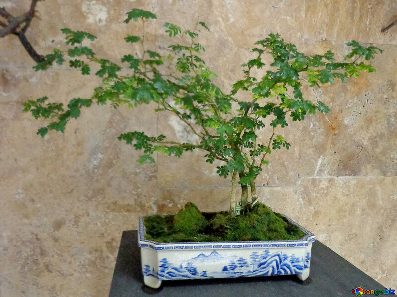 日本の木 №35756