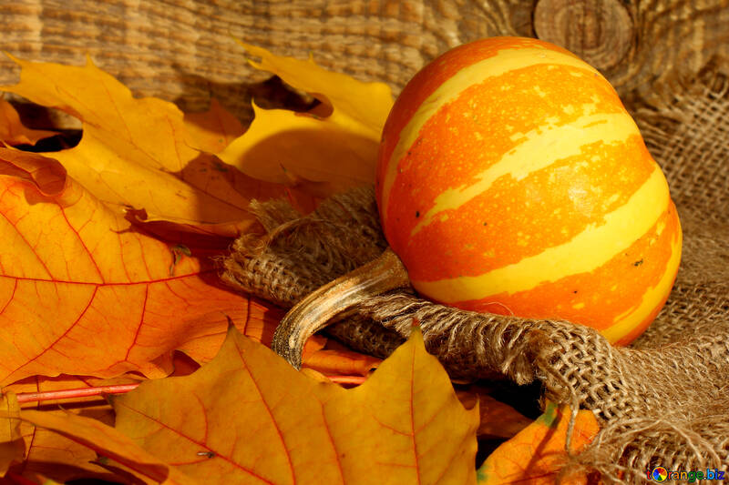Beautiful picture with small pumpkin and autumn leaves №35451