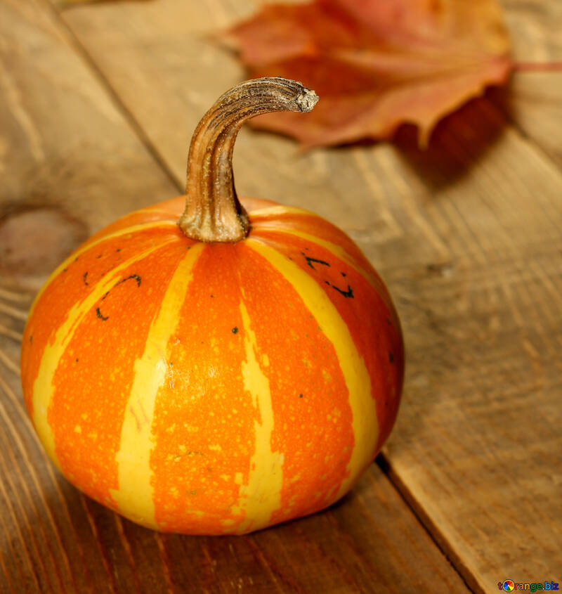 Pumpkin autumn №35204