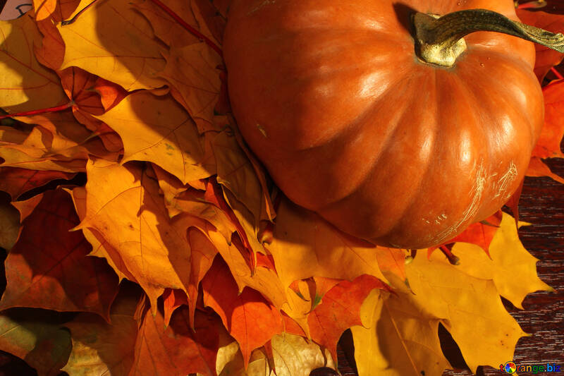 Pumpkin on autumn leaves №35390