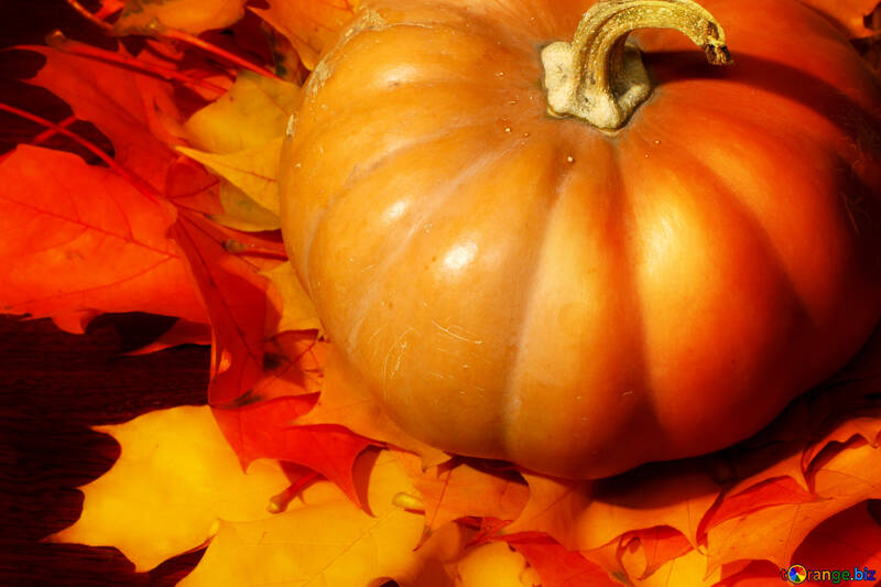 Pumpkin on autumn leaves №35395