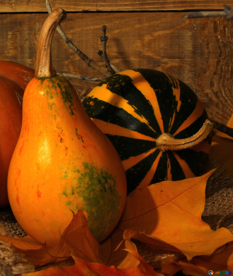 Pumpkin on autumn leaves №35399