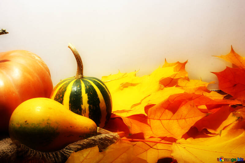 Pumpkin on autumn leaves №35415