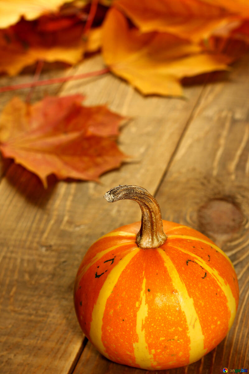 Pumpkin on the autumn table №35203