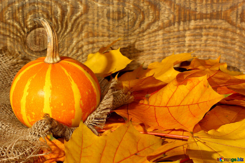 Wallpaper with pumpkin and autumn leaves №35452