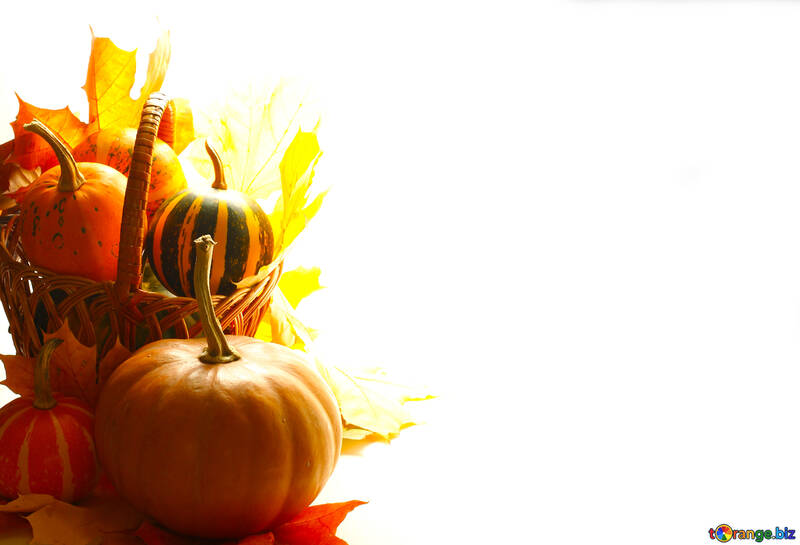 White background with pumpkins isolated №35287