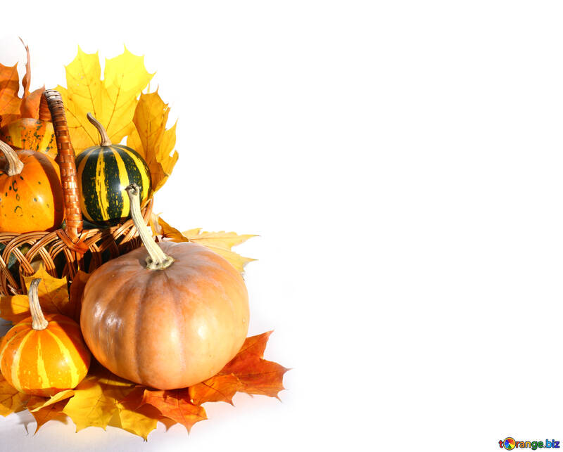White background with pumpkins isolated №35298