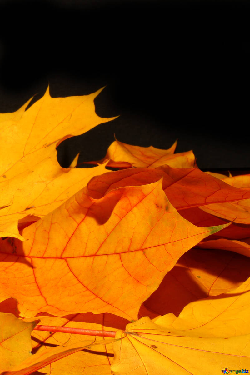 Autumn leaves background for greeting card №35441