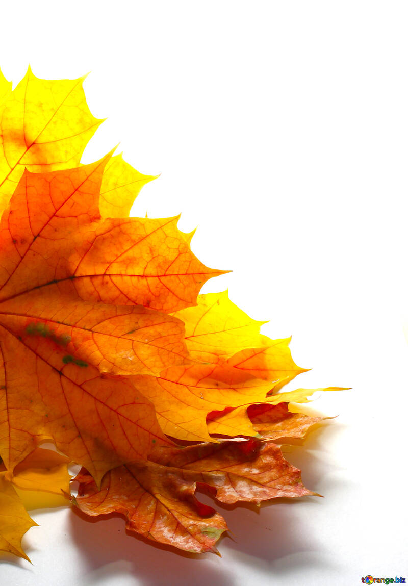 Las hojas de otoño amarillo aislado №35247