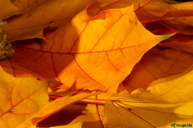 Осіннє листя крупно №35447