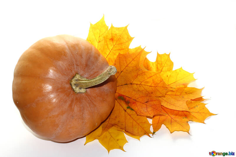 Pumpkin with leaves isolated №35238