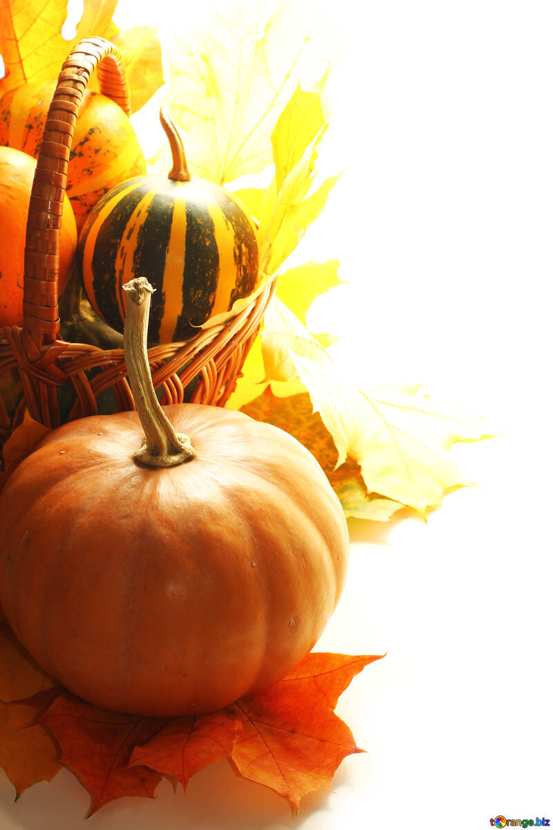 Basket with pumpkins in isolation for card №35290