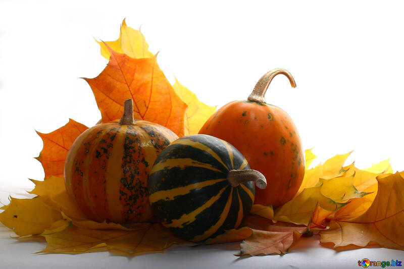 Pumpkins in the bright light background №35460