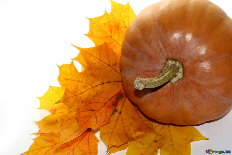 Pumpkin with leaves on white background №35243