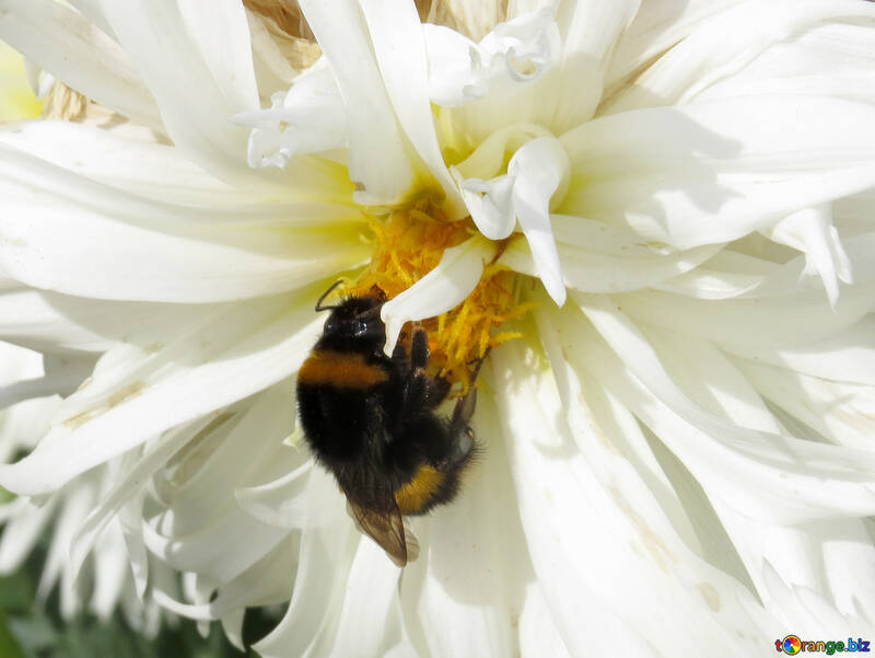 花の蜂をしくじる №35822