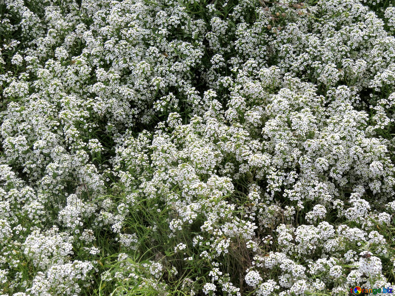 Piccoli fiori bianchi №35803
