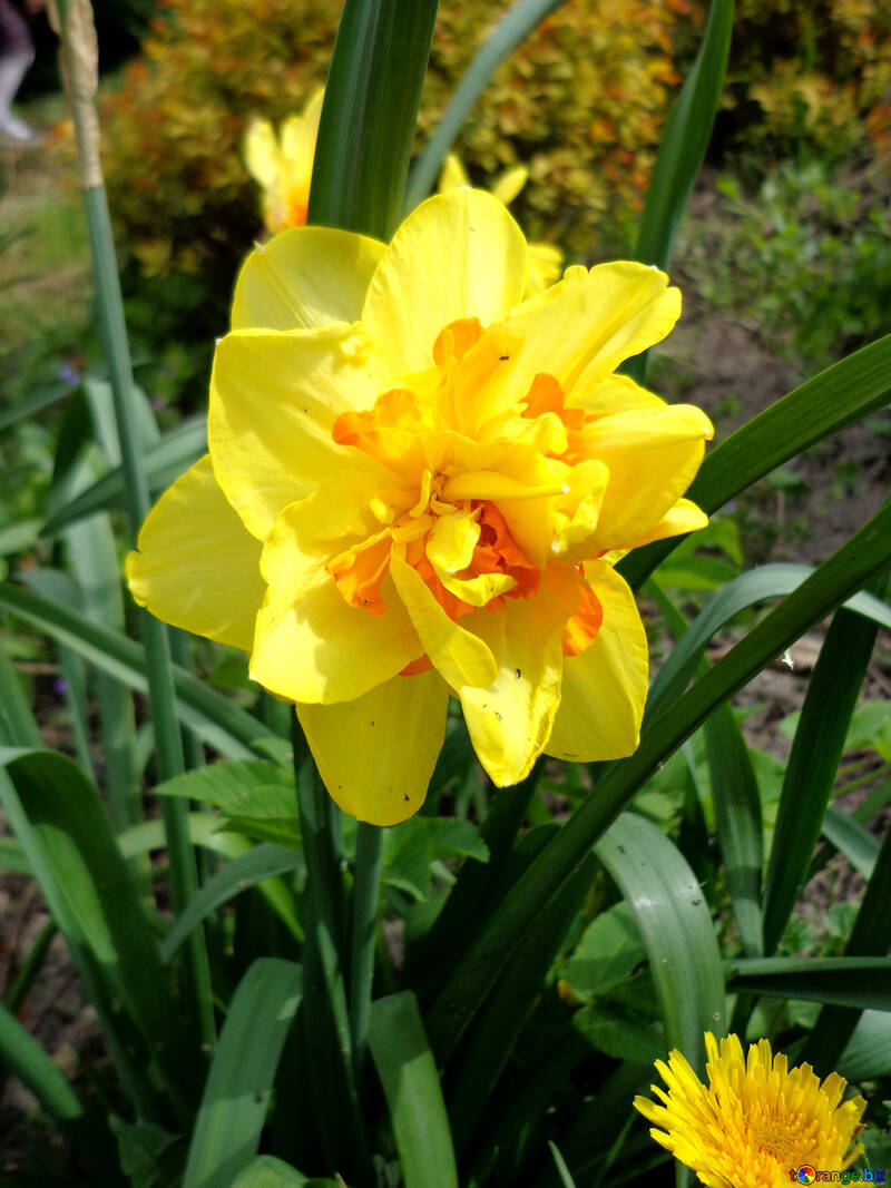 Spring Daffodil №35743
