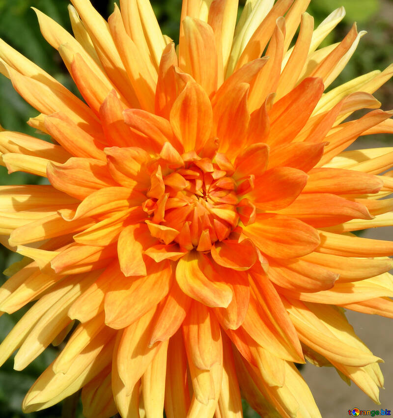 大きなオレンジ色の花 №35831