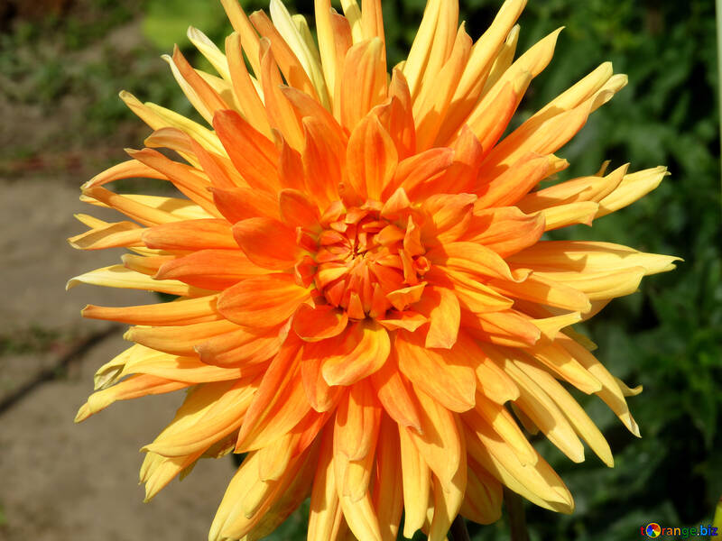 Orange flower №35830