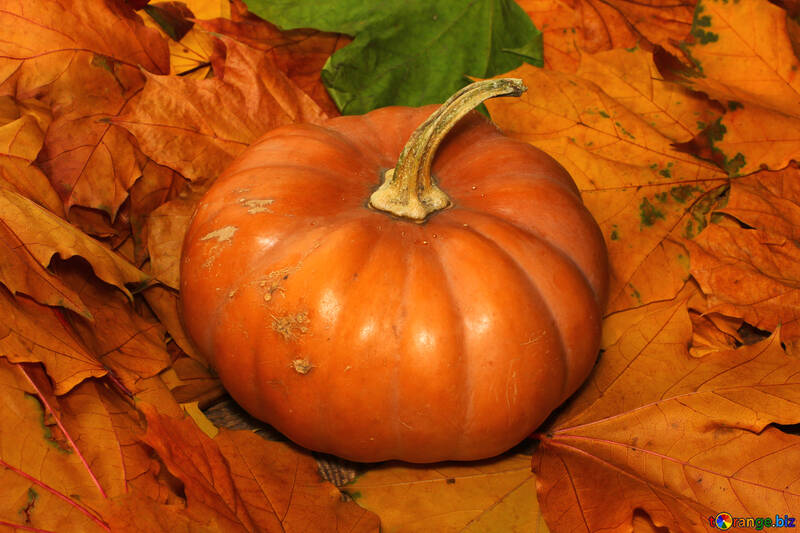 Pumpkin №35143