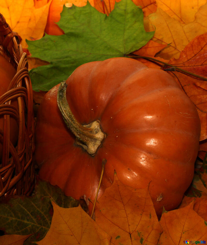 Pumpkin №35147
