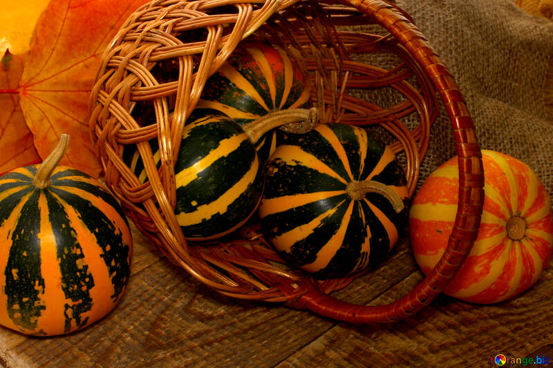 Miniature Pumpkins №35148
