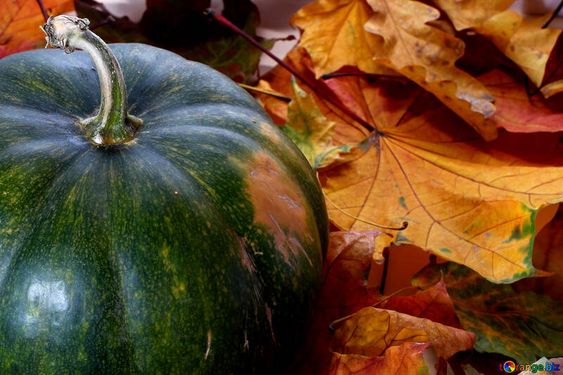 Big pumpkin and leaves №35118