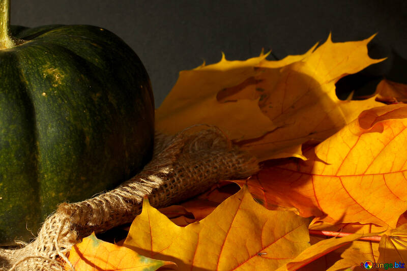 Green pumpkin with leaves №35442