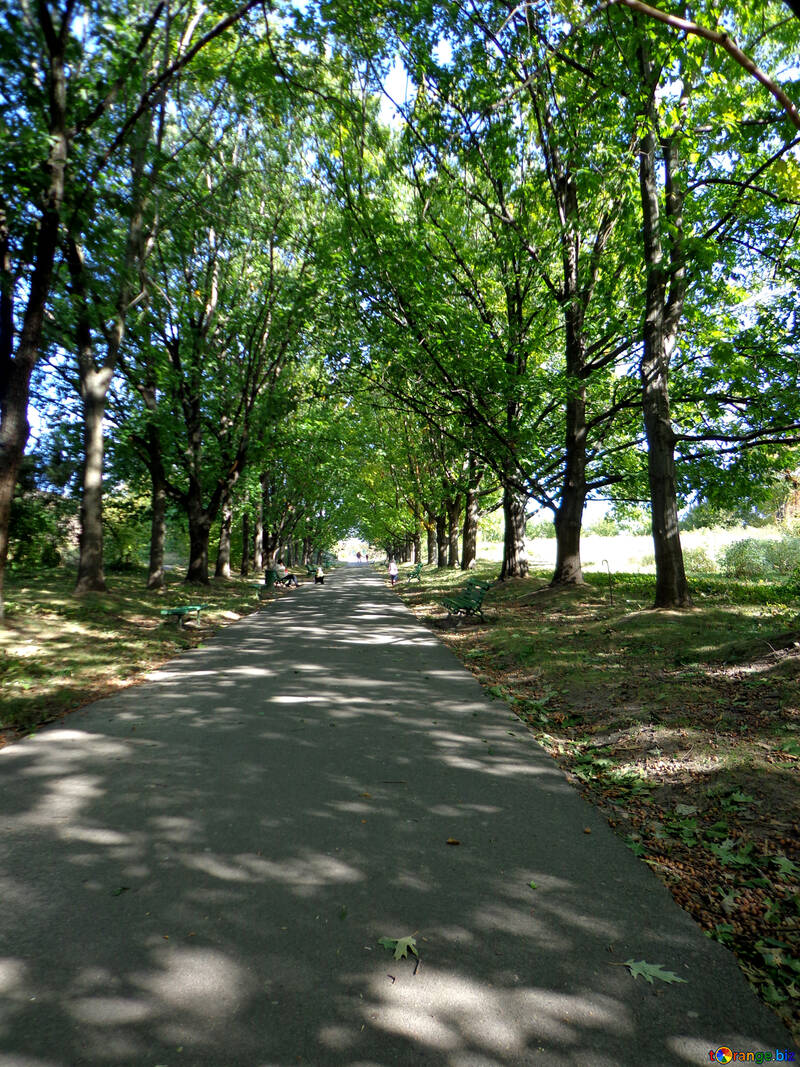 Die Straße im Park №35889
