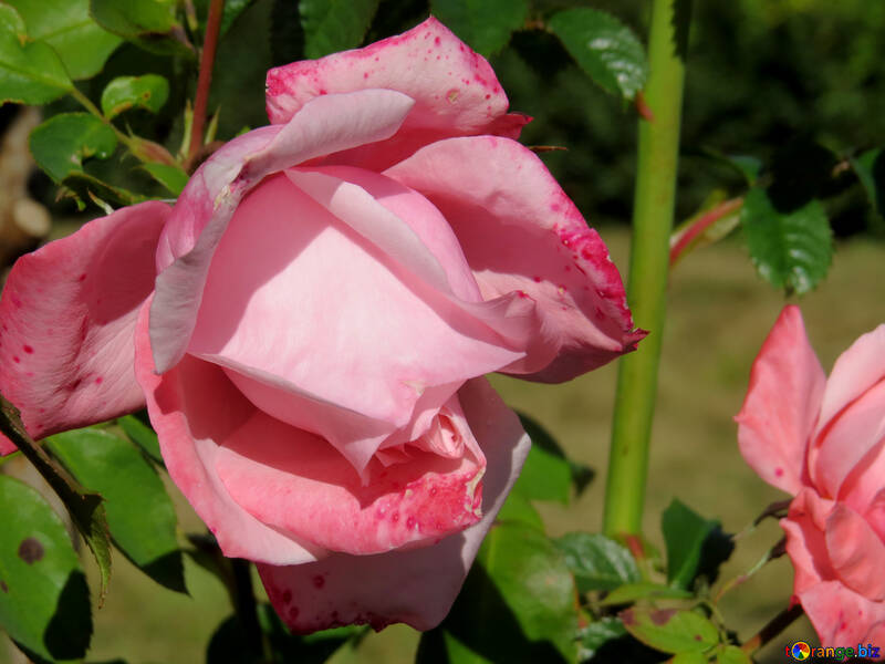 Jardin rose №35968