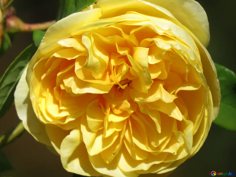 黄色いバラ №35975