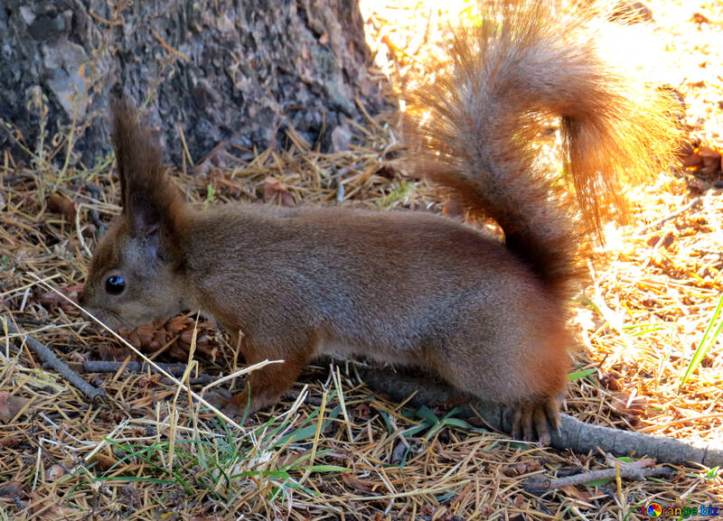 Squirrel  №35677