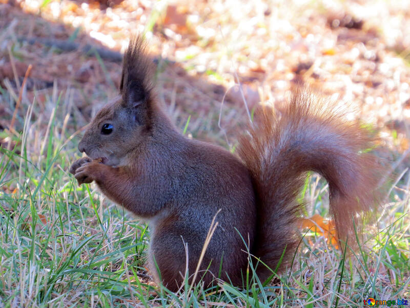 Animal Squirrel  №35693